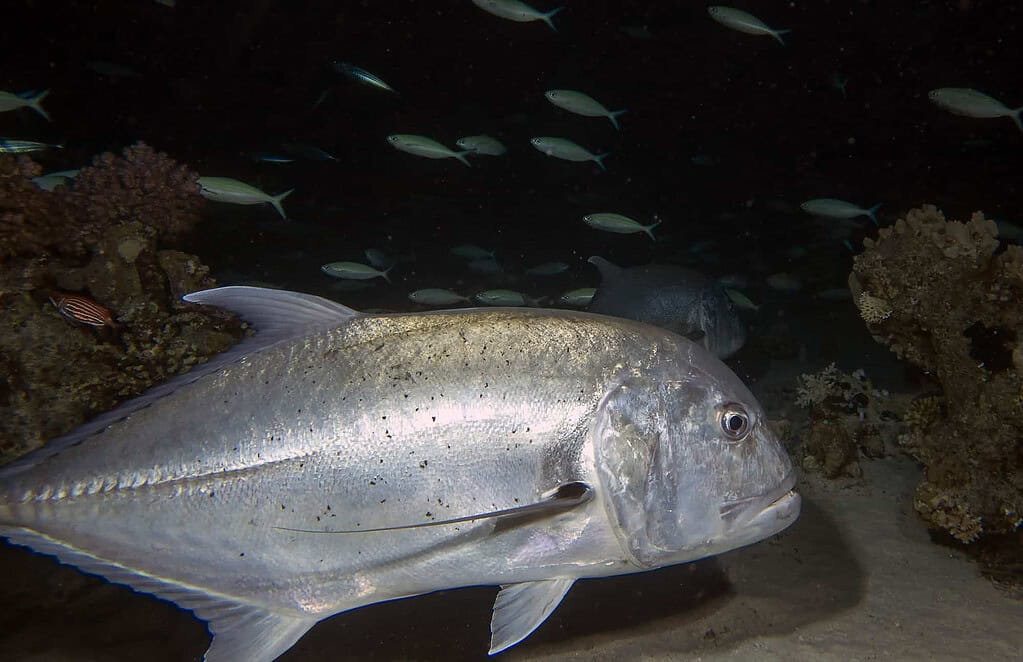 papio fish in the sea