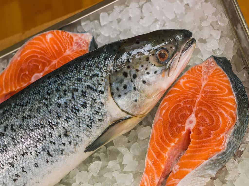 fresh salmon on ice