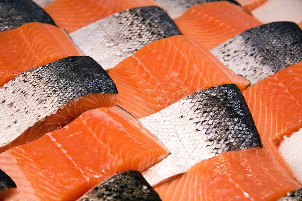 fresh sushi grade salmon in the market