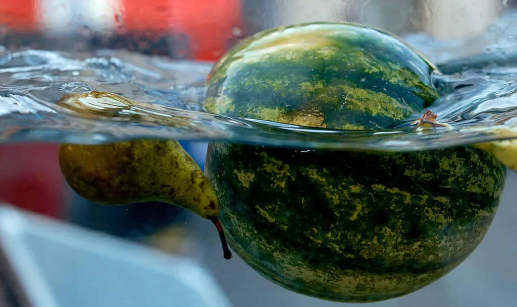 big watermelon floats on water