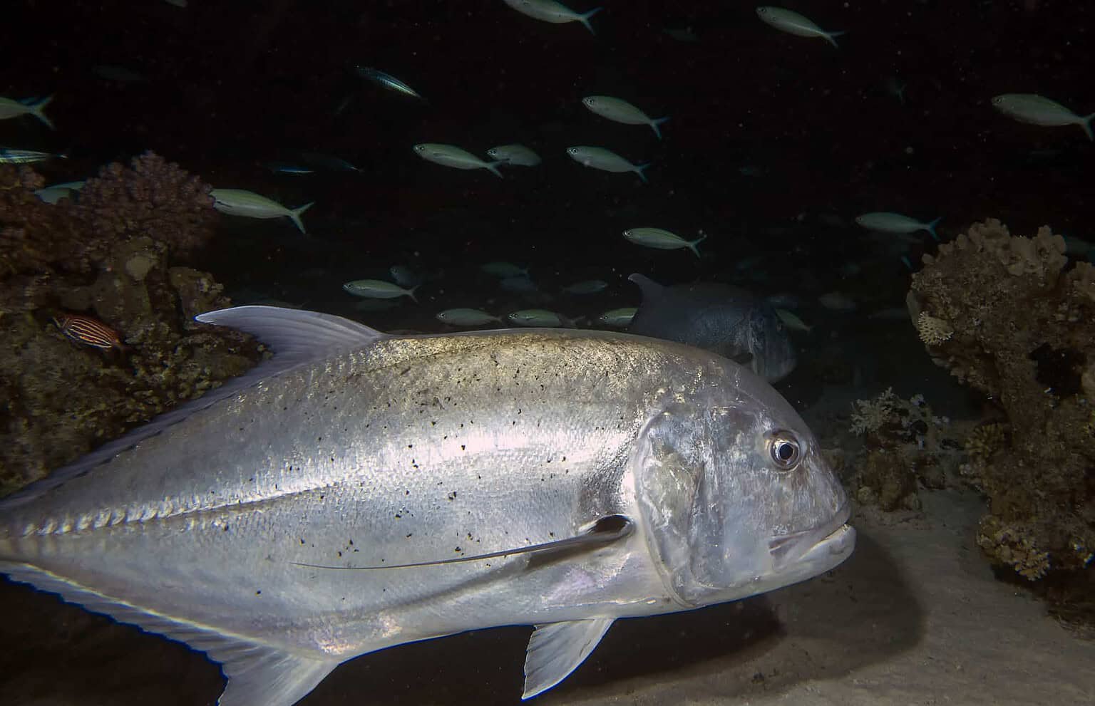 Hawaiian Papio Fish (Ulua) How It Tastes and How To Cook It Cuisine