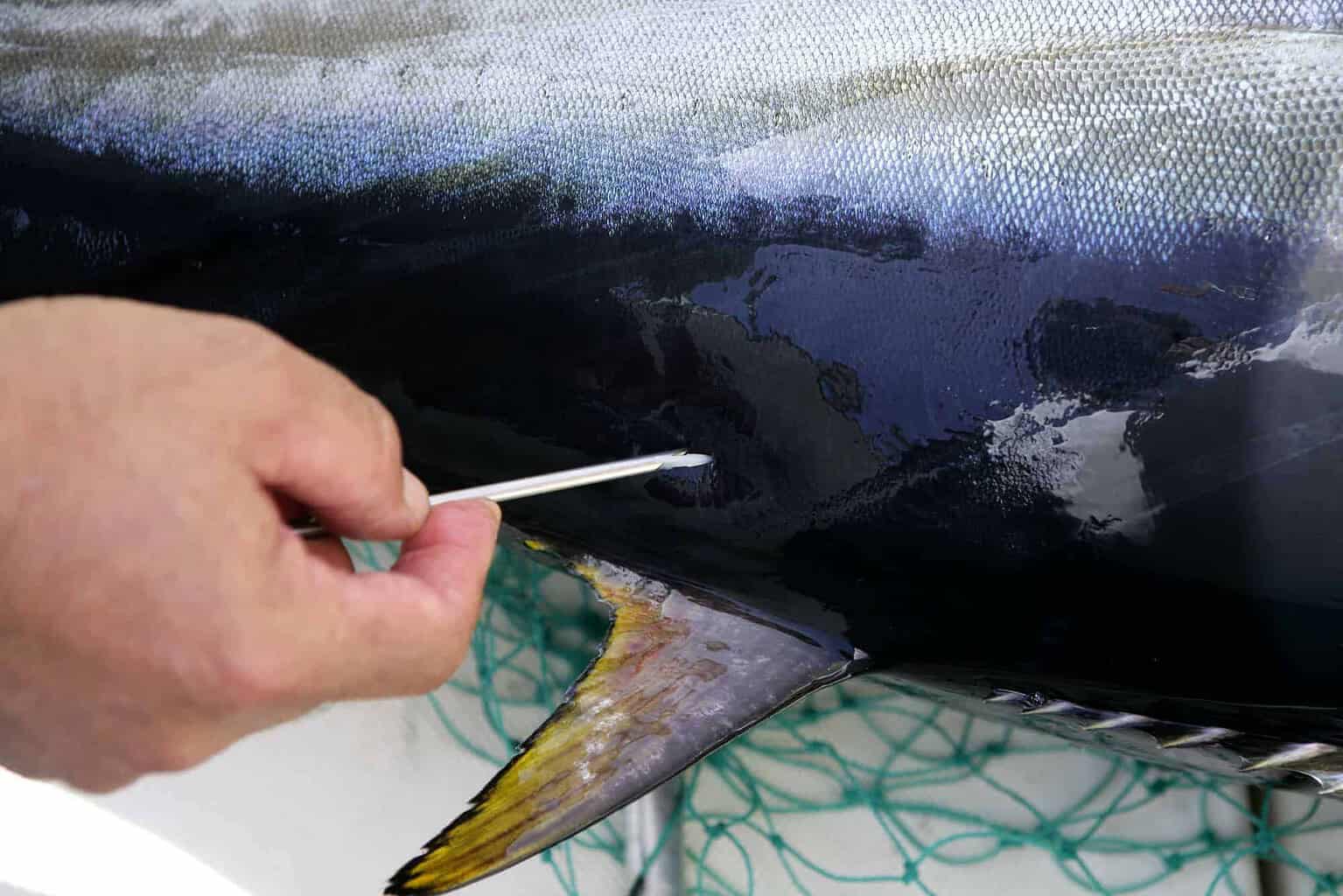 Do All Tuna Fish Have Scales and Fins? Species Guide