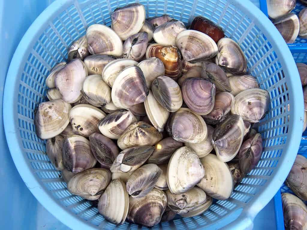 hard-shell clams in a sky blue basket