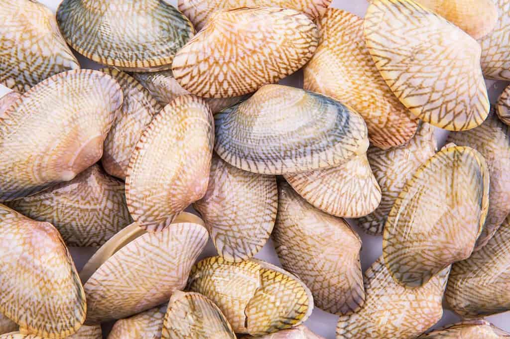 soft-shell clams