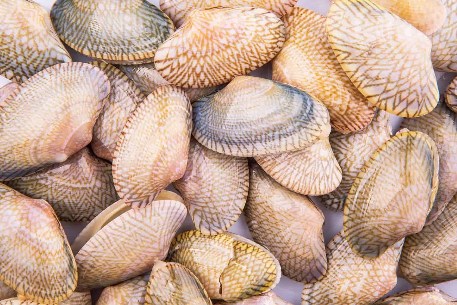 How Many Clams in a Bushel? (Plus Costs) Cuisine Seeker