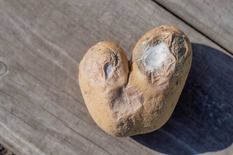 What Do Rotten Potatoes Smell and Taste Like? Cuisine Seeker